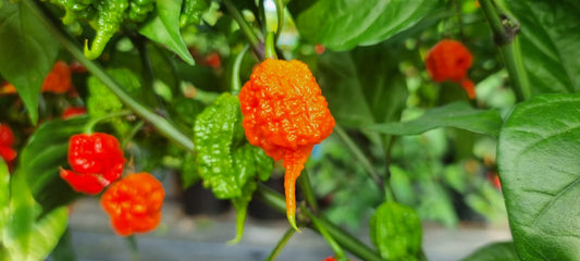 The Carolina Reaper