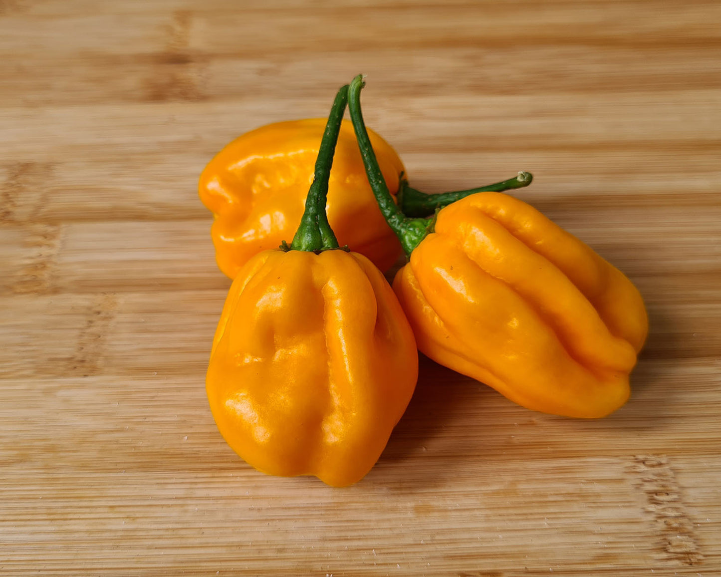 Fresh West Indian Habanero Chillies