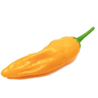 Fresh Aji Limon Chillies - Pembrokeshire Chilli Farm