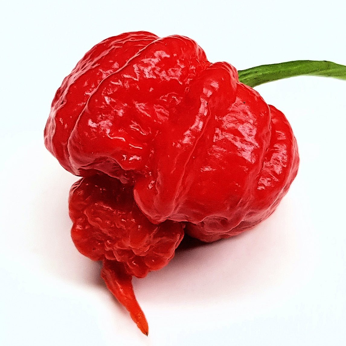Fresh Carolina Reaper Chillies - Pembrokeshire Chilli Farm