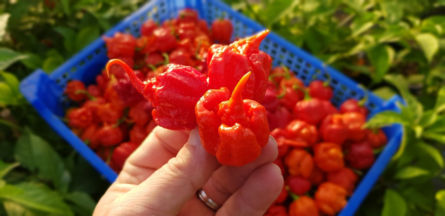 Fresh Carolina Reaper Chillies - Pembrokeshire Chilli Farm