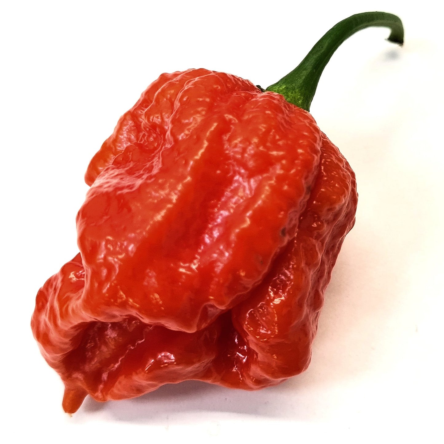 Fresh Hurtberry Chillies - Pembrokeshire Chilli Farm
