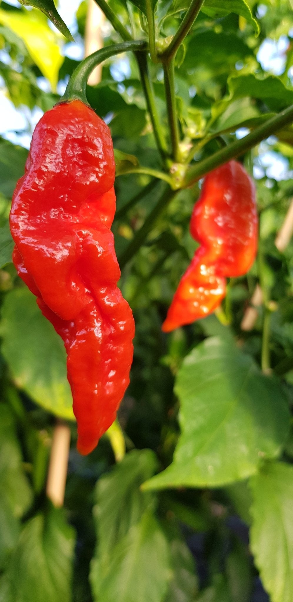 NEW Rogue Pure Sauce - Pembrokeshire Chilli Farm