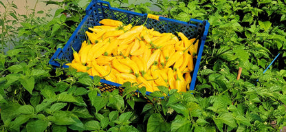 Fresh Aji Limon Chillies - Pembrokeshire Chilli Farm